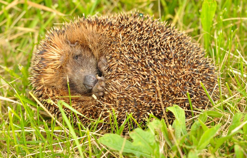 Erinaceus europaeus - Parco dello Storga (TV)